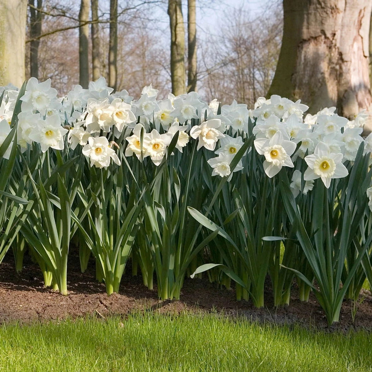 Mount Hood Daffodil