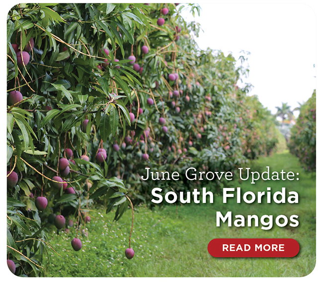 June Grove Update: South Florida Mangos