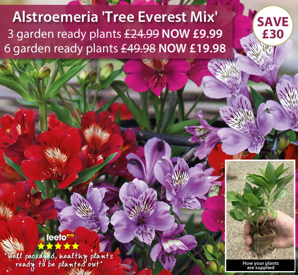 Alstroemeria 'Tree Everest Mix'