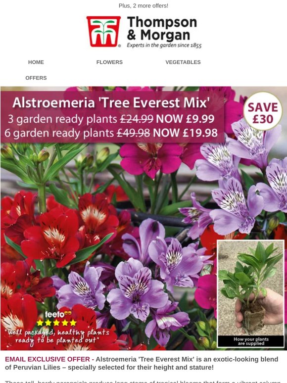 Jumbo Alstroemeria Plants - Only £3.33 each