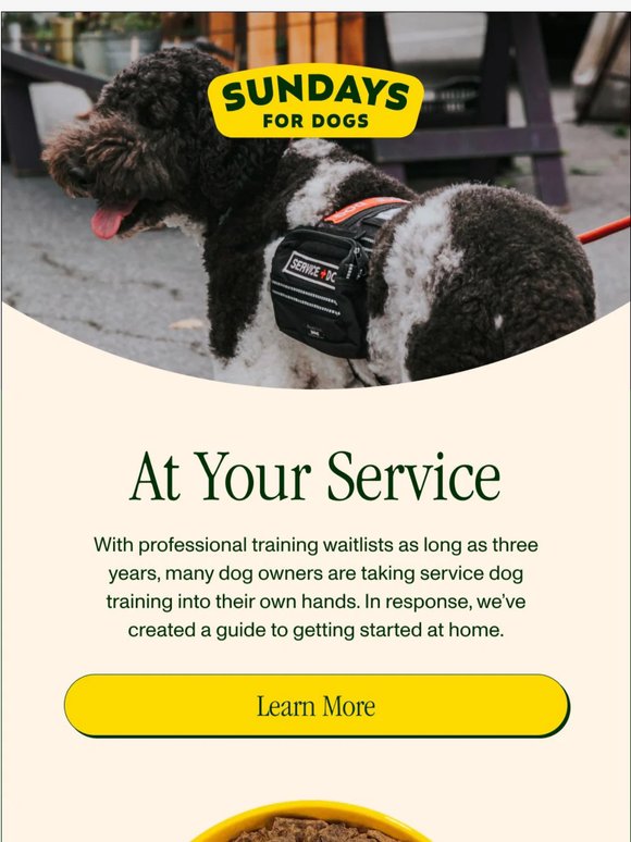 How to Start Service Dog Training