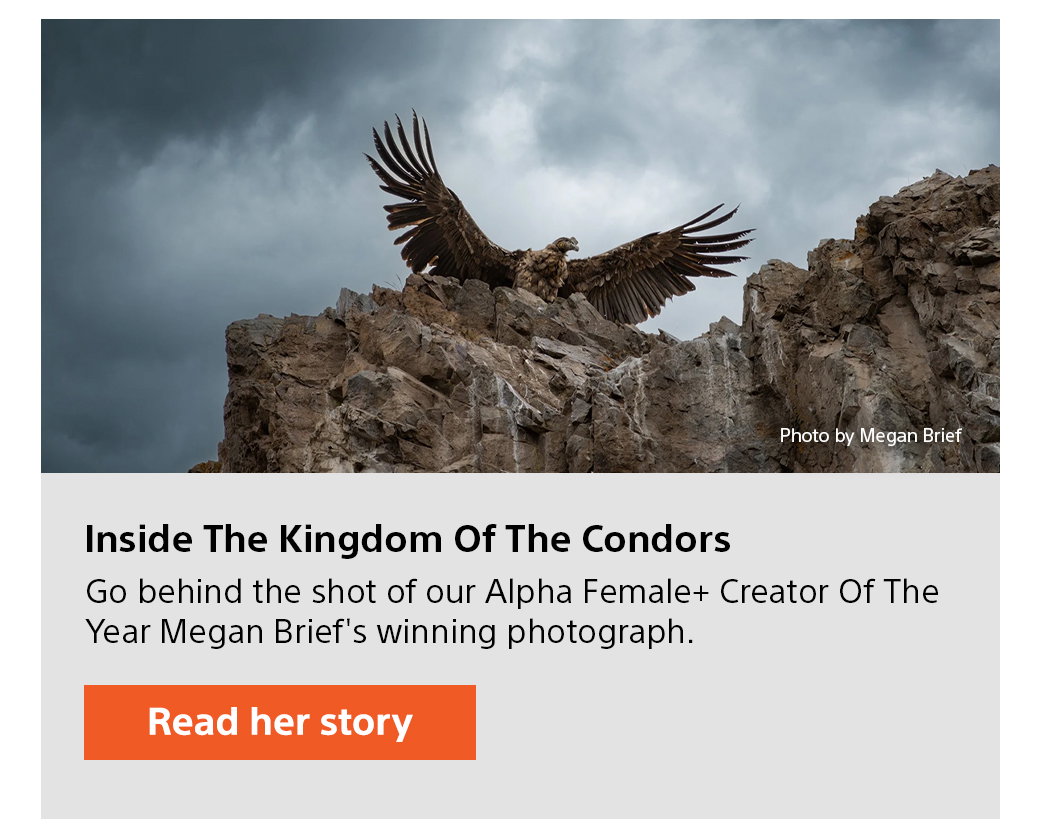 Inside The Kingdom Of The Condors | Go behind the shot of our Alpha Female+ Creator Of The Year Megan Brief's winning photograph. Read her story