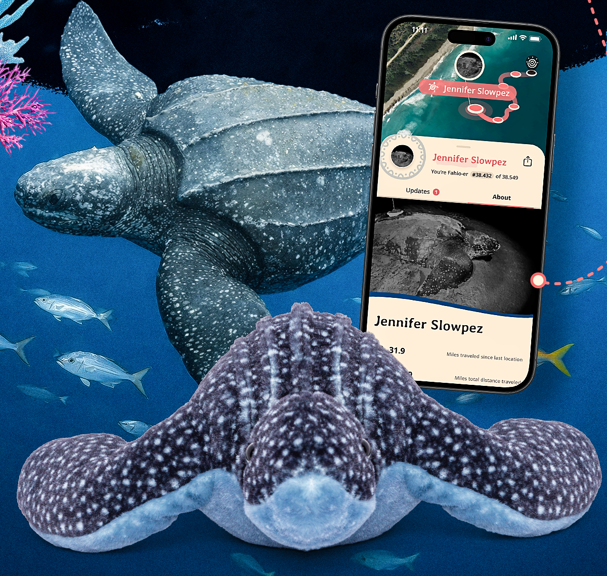 She laid 71 fertile eggs and 38 unfertilized eggs, also known as "spacer eggs." Because illegal hunting is very prevalent on this beach, all of her eggs were safely relocated to Sea Turtle Conservancy's protected hatchery, where they will be monitored until they hatch in mid-July.