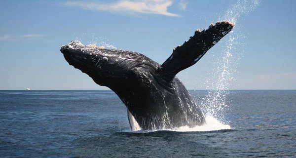 Whale Watching Adventure with Free Hot Dog on Jersey Shore