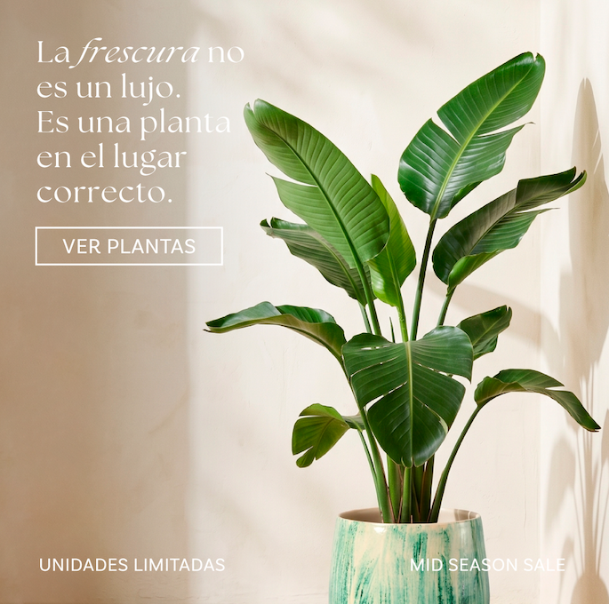 La frescura no es un lujo es una planta en el lugar correcto