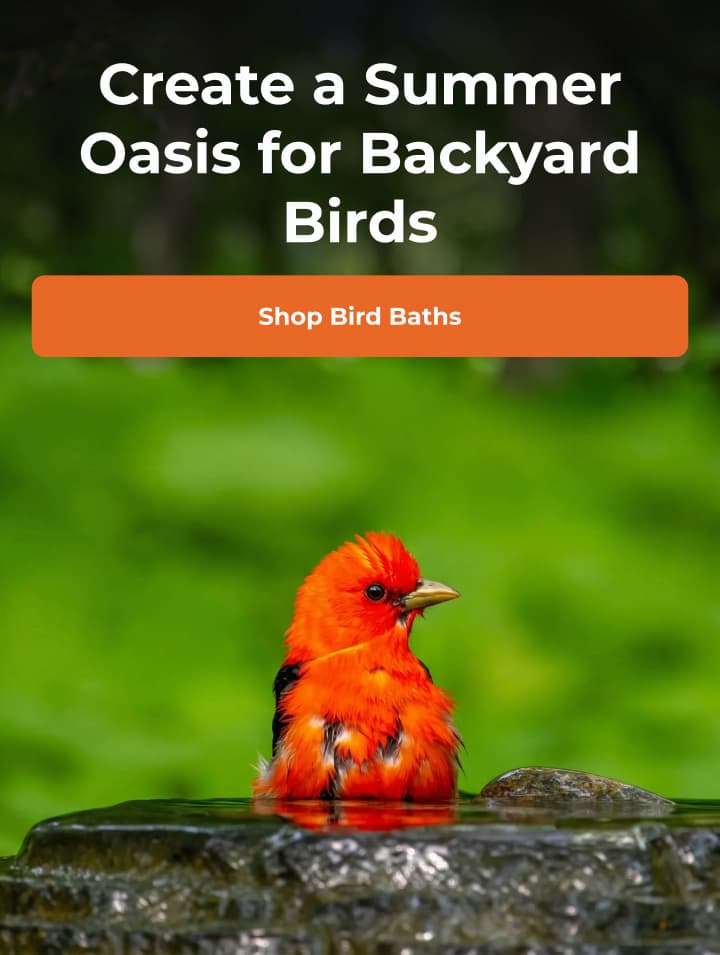 Create a Summer Oasis for Backyard Birds