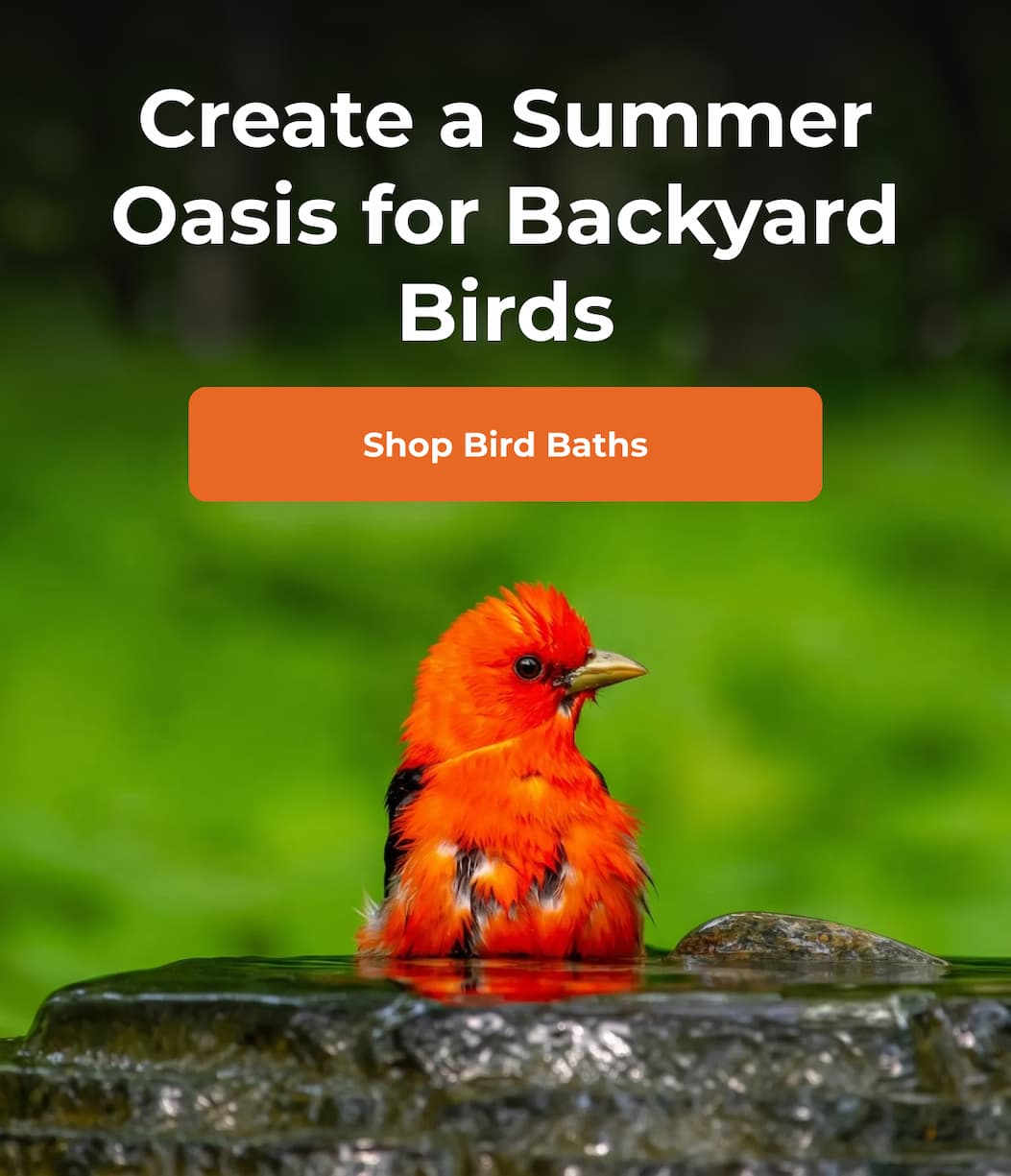Create a Summer Oasis for Backyard Birds