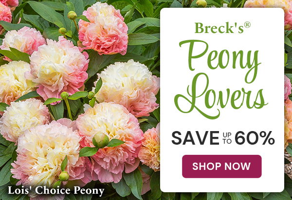 We're All Peony Lovers