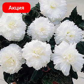 Карточка.png