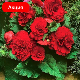 Карточка.png
