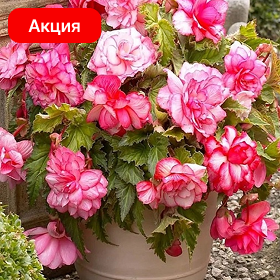 Карточка.png