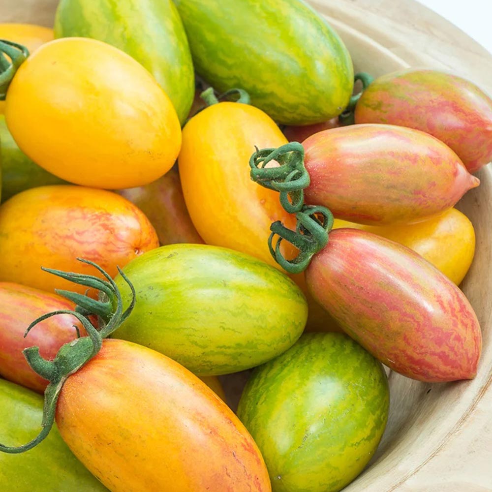 Tomato 'Blush Tiger'