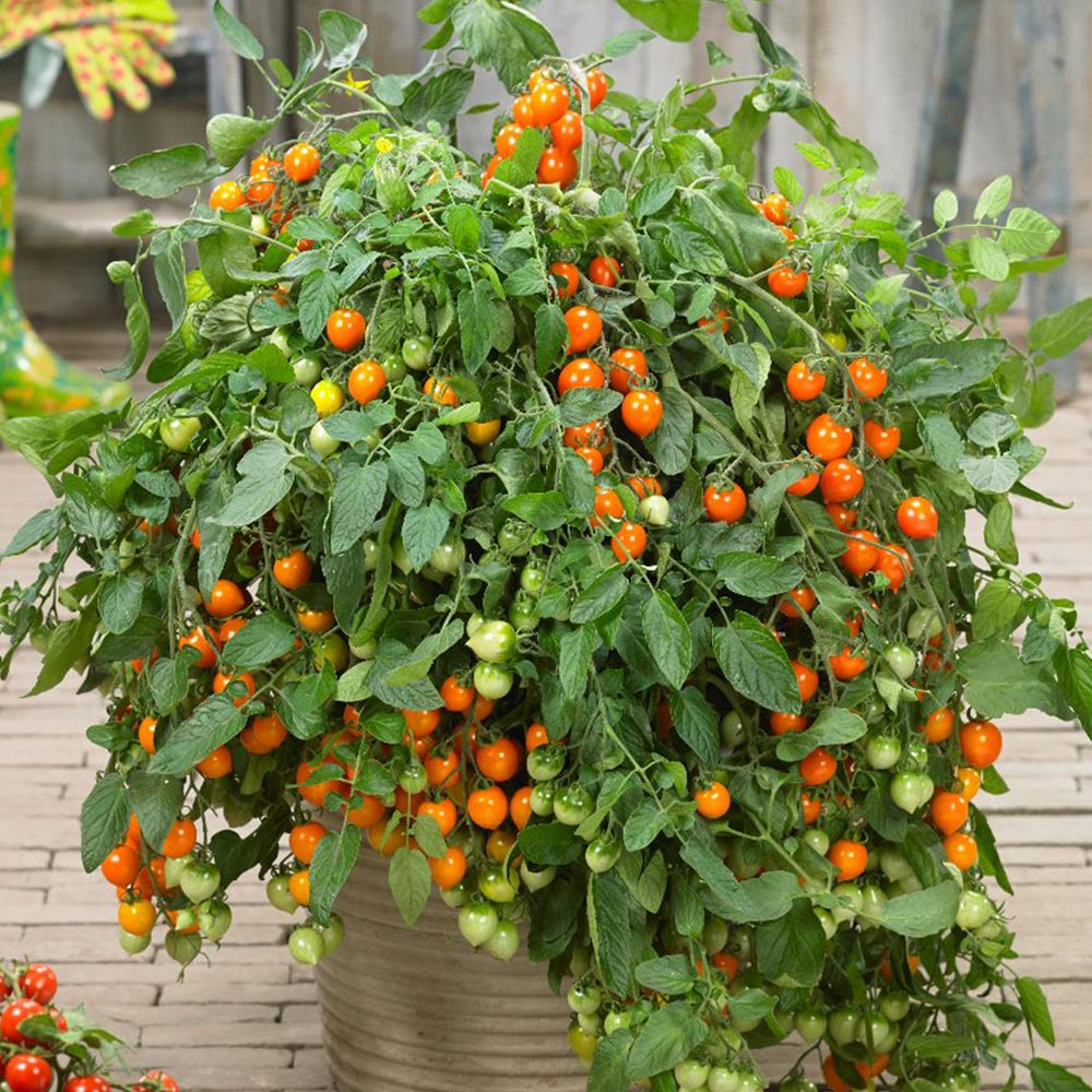 Tomato 'Double Love Red'