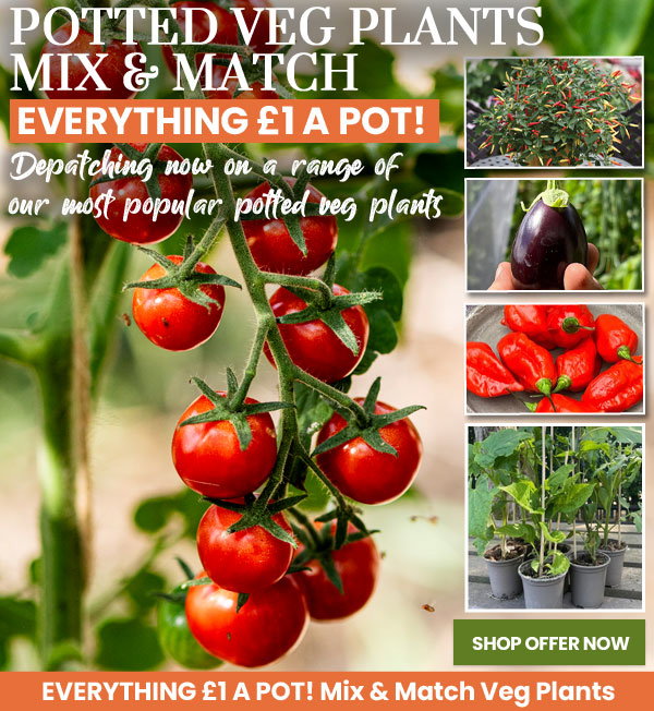 Potted Veg Plants Mix & Match