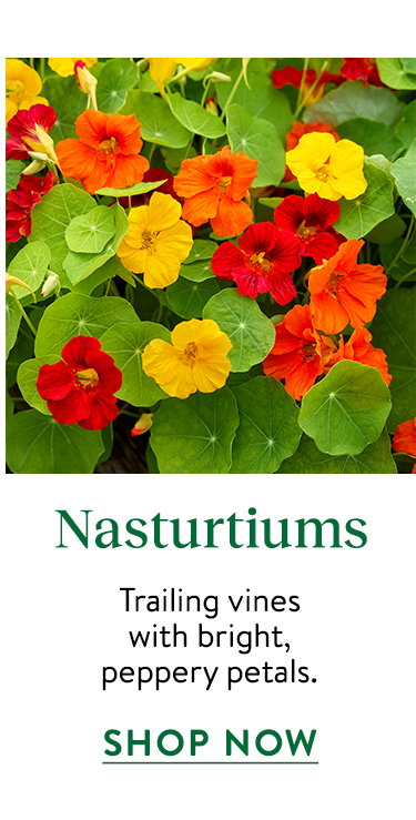 Nasturtium Seeds