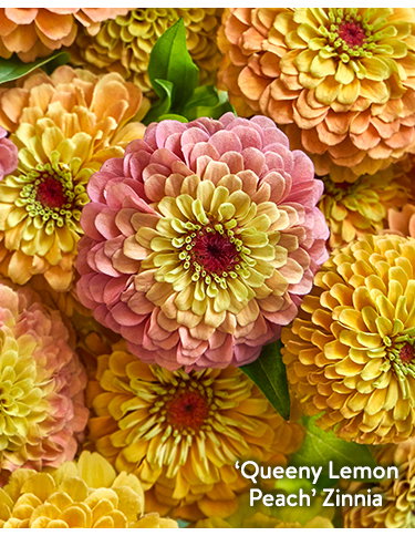 Zinnia Seeds & Plants