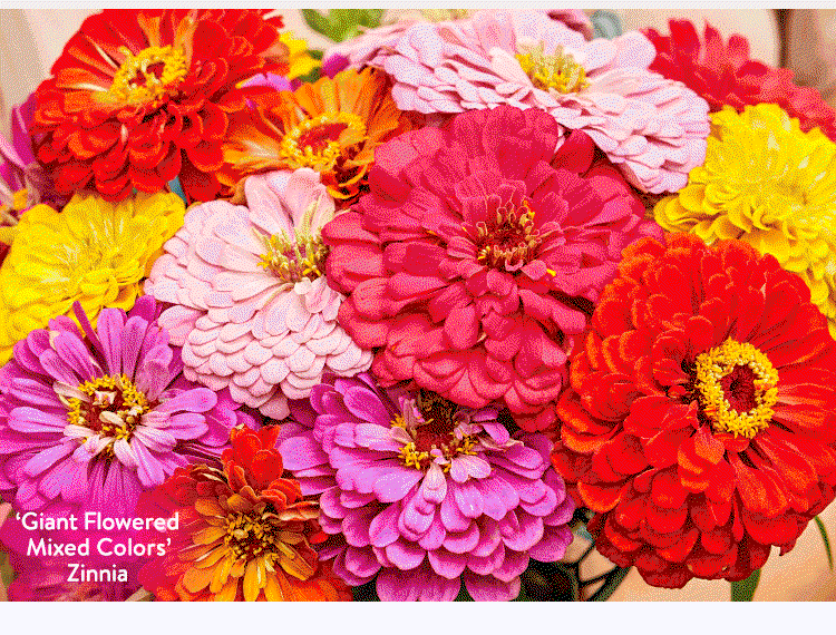 Flowers to Sow Now