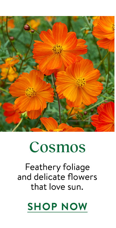 Cosmos Seeds