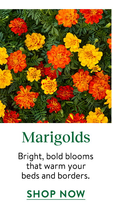 Marigold Seeds & Plants