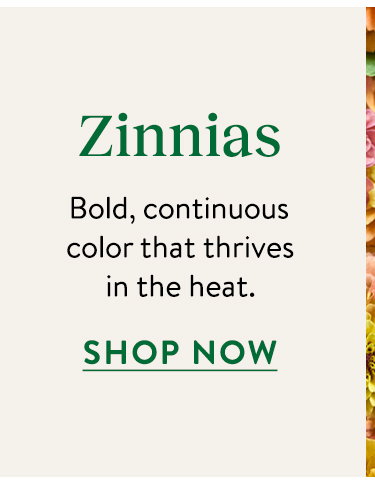 Zinnia Seeds & Plants