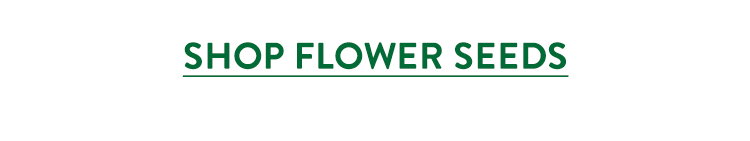 Flowers to Sow Now