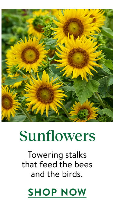 Sunflower Seeds