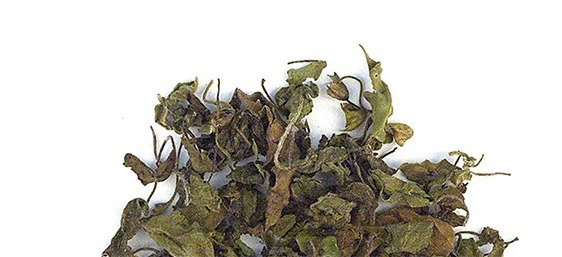 Rama Tulsi (Holy Basil)