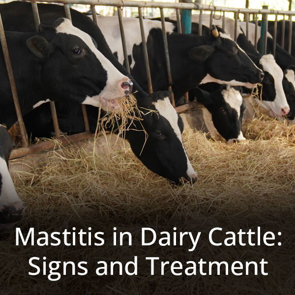 Mastitis in Dairy Cattle: Signs and Treatment - Learn More
