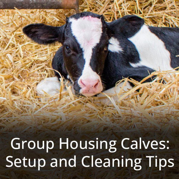Group Housing Calves: Setup and Cleaning Tips - Learn More