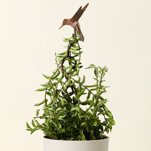 Hummingbird Climbing Stake