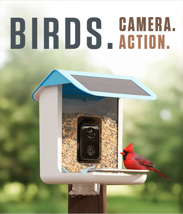 20% off our Video Camera Bird Feeder by Sharper Image