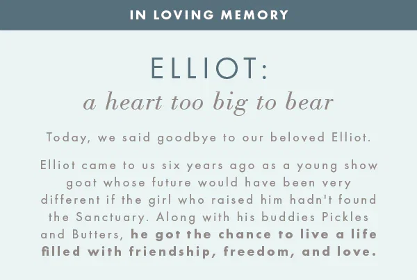 A heart too big to bear