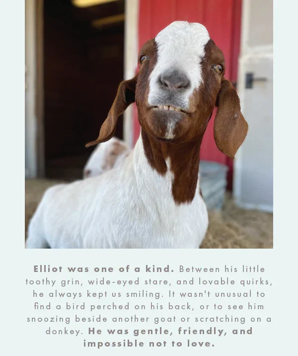 Elliot