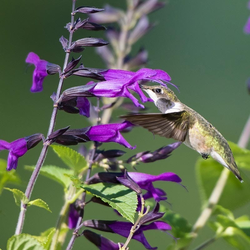 Amistad Salvia