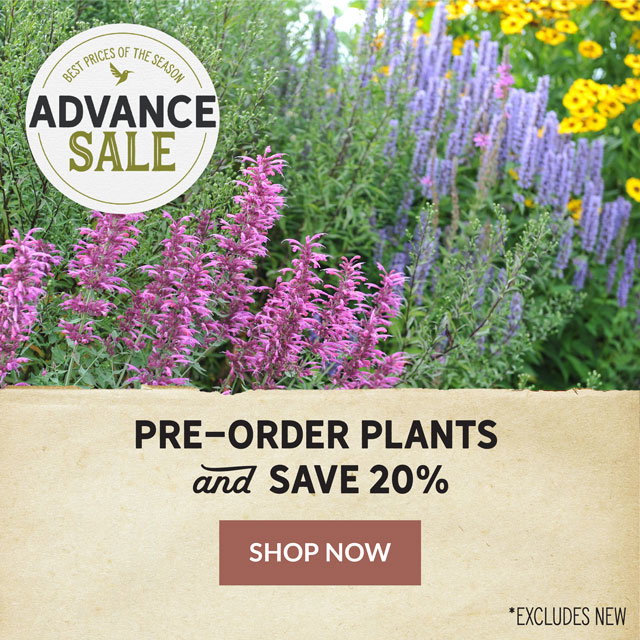 Advance sale starts
