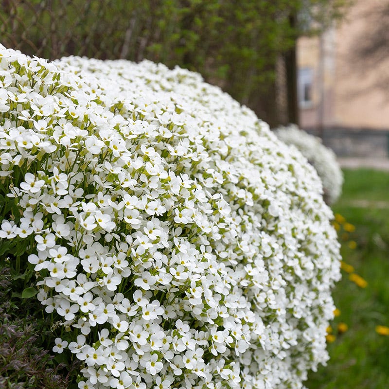 Axcent White Aubrieta