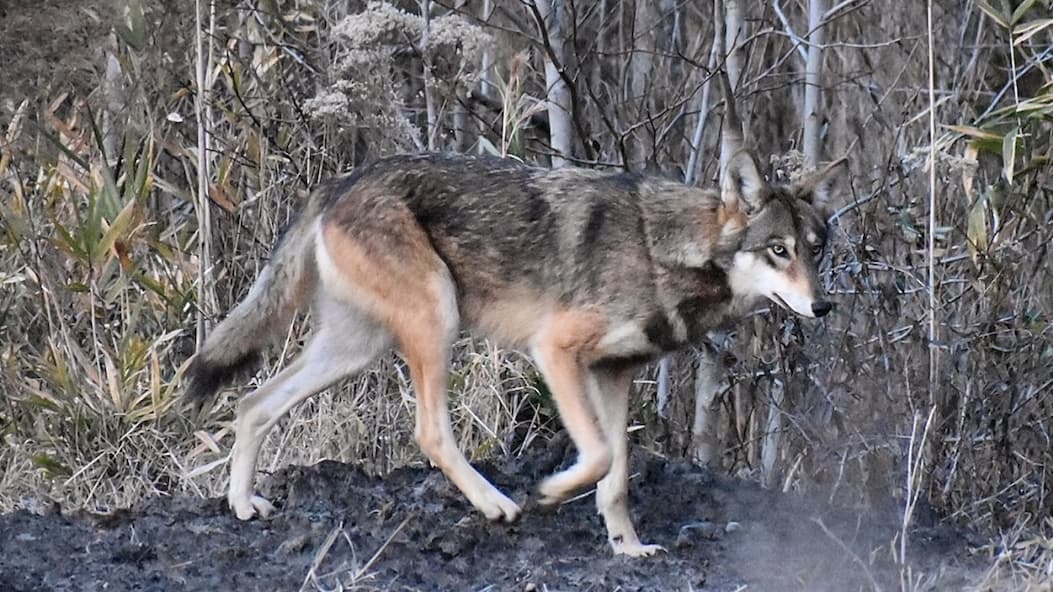 red wolf