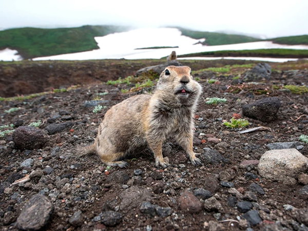 An Arctic ground squirrel with its cheeks full and bloody teeth in a Tundra landscape with snow patches visible in the background. 