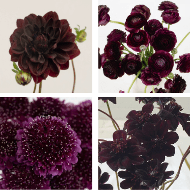 Plum Noir Flower Collection