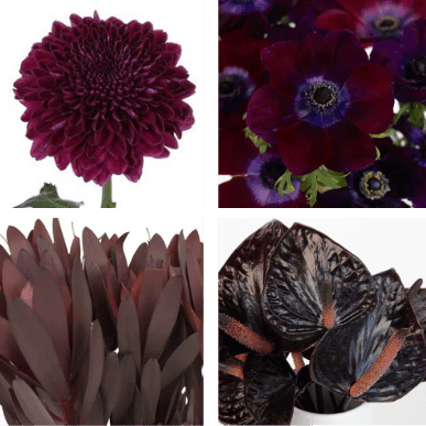Plum Noir Flower Collection