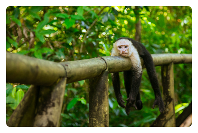 Make memories among the evergreen forest, towering volcanos and sandy beaches of Costa Rica