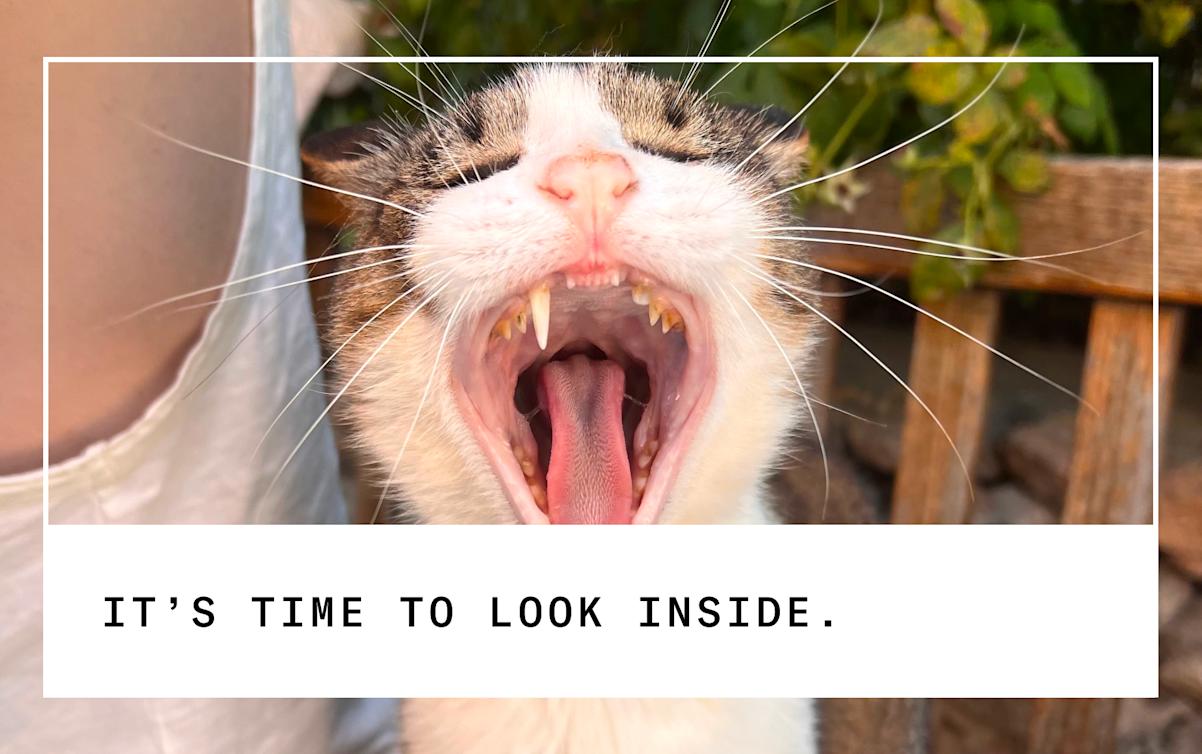 cat mouth