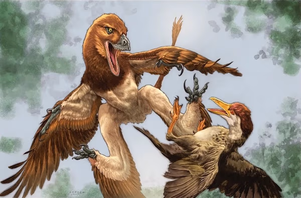 New species of dinosaur, a cousin of Velociraptor, probably glided on four 'wings' and hunted early birds | Field Museum