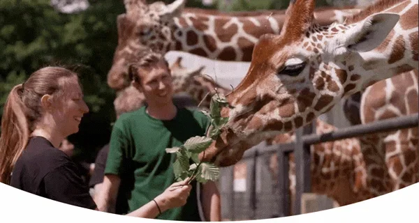 Feeding giraffes