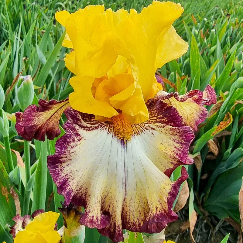 Image of High Desert Bearded Iris