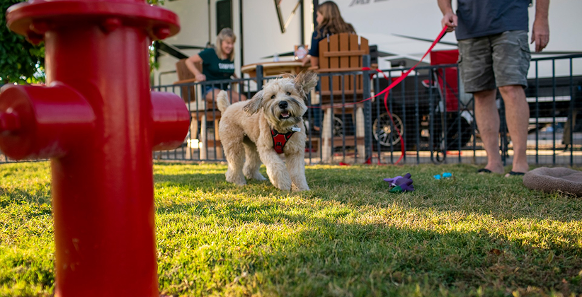 A dog playing in a paw pen at an RV campsite. 