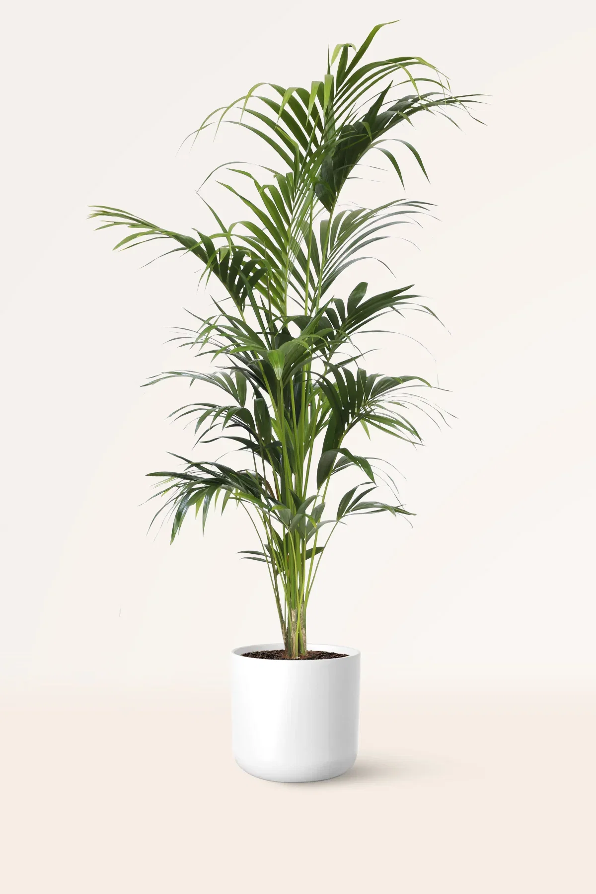 Image of Kentia L