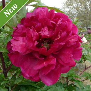 Life of the Party Itoh Peony