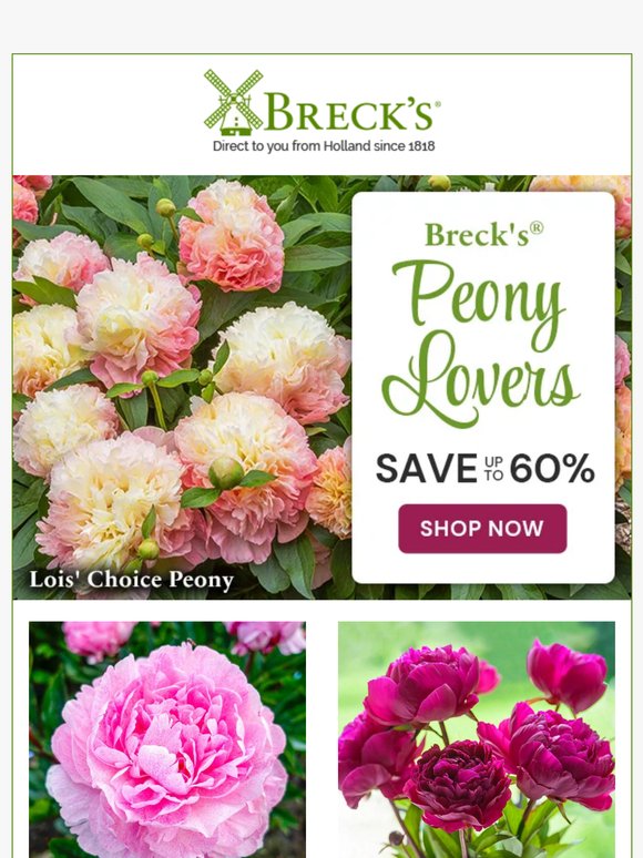 Lush and colourful peonies make beautiful bouquets