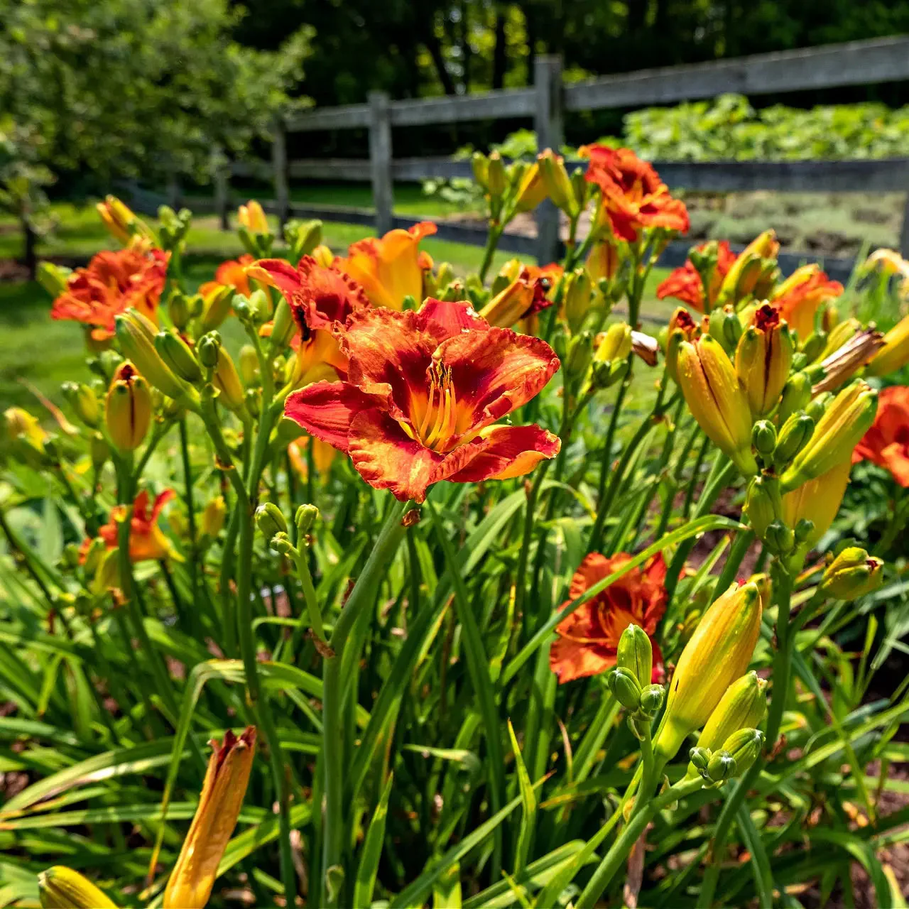 Image of Orange Daylily